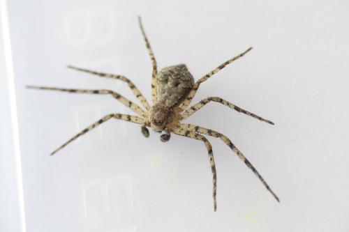 Philodromus margaritatus
